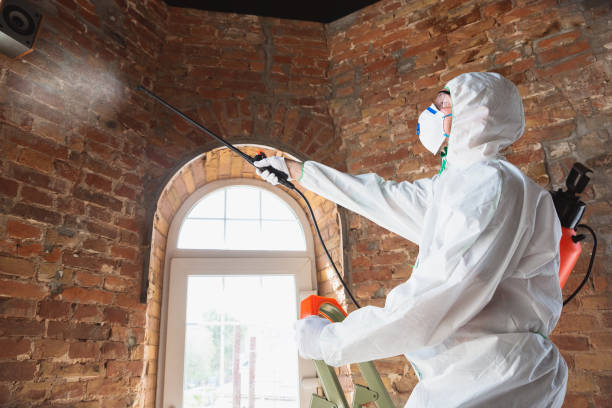 Best Attic Mold Removal in Blakely, PA